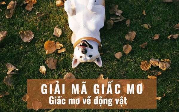 Sổ mơ đánh đề – Giải mã giấc mơ thành số chuẩn XSMN Sổ mơ đánh đề – Giải mã giấc mơ thành số chuẩn XSMN